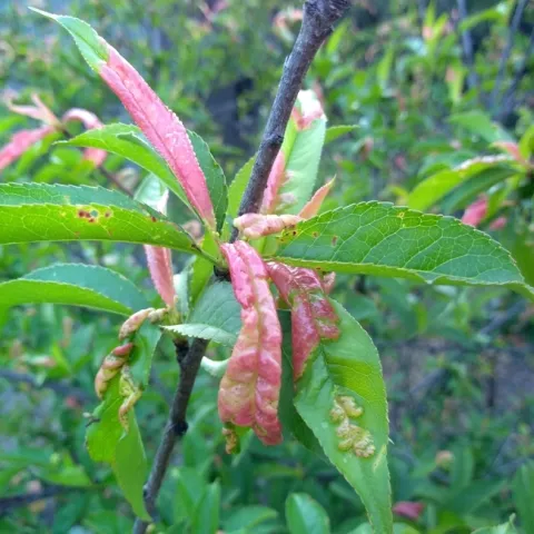 Newly opened leaves are reddish, distorted and curled due to peach leaf curl disease.