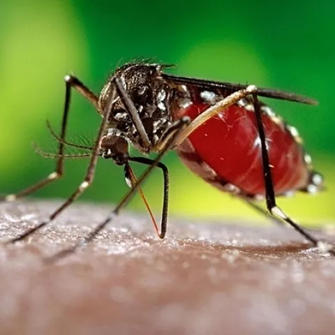Infected Aedes aegypti mosquitoes can transmit such diseases such as dengue, chikungunya, Zika and yellow fever. (CDC Photo)