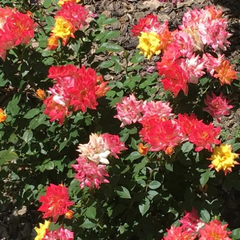 photo by Michelle Davis