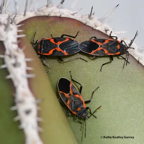 Two's company, three's a crowd? Milkweed bugs on a cactus on Jan. 2, 2022 in Vacaville, Calif. (Photo by Kathy Keatley Garvey)