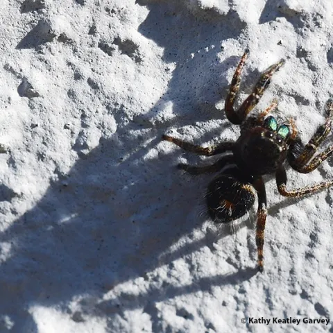 Well, hello there! A jumping spider moves slowly and unobtrusively up a shadowed Vacaville wall on Jan. 2. (Photo by Kathy Keatley Garvey)