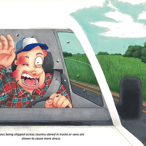 "Bees being shipped across country stored in trucks or vans are shown to cause more stress," wrote one student on an Entomology 100 term paper that appears on the Bohart Museum of Entomology's 2022 calendar. (Illustration by Kris Merritt)