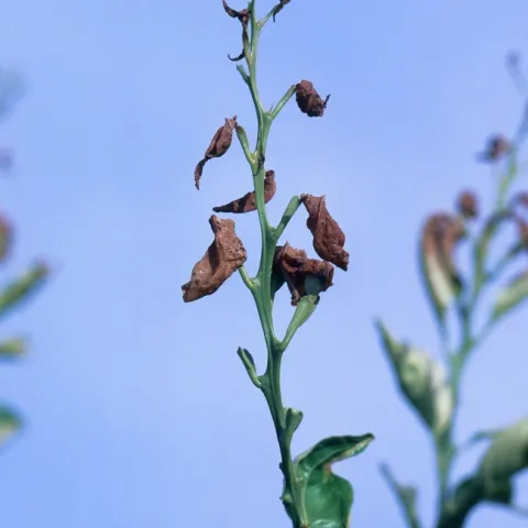 Citrus leaves curl and turn brown or black within a few days of frost or freezing, Jack Kelly Clark, UC IMP Program