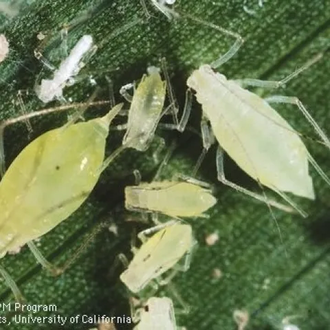Various sizes of greenish yellow aphids on a dark green leaf.
