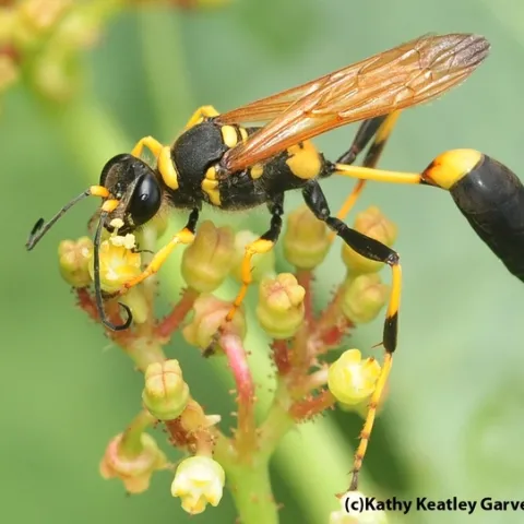 The mud dauber wasp, Sceliphron caementarium, sporting its "wasp waist." (Photo by Kathy Keatley Garvey)