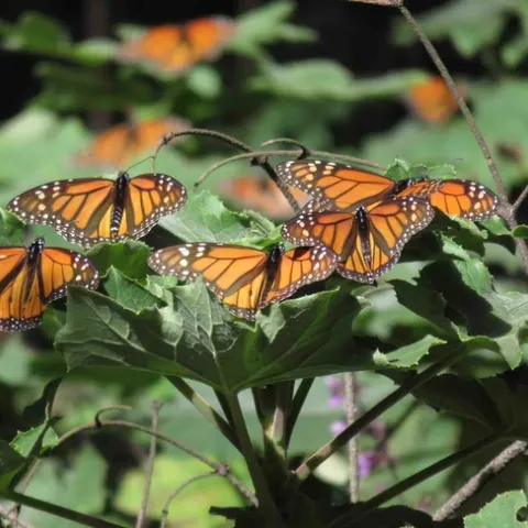 Monarchs in Michoacan, Mexico, Jeanette Alosi