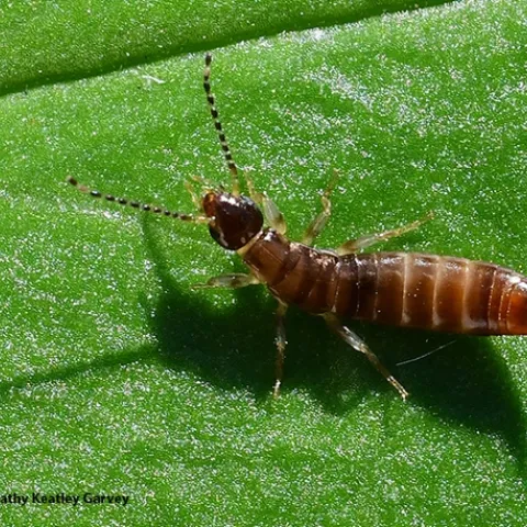 This earwig was beneath a garden sculpture in a Vacaville garden. (Photo by Kathy Keatley Garvey)