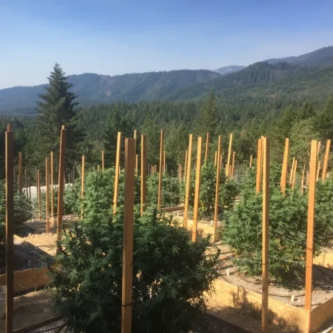Outdoor production of cannabis plants.