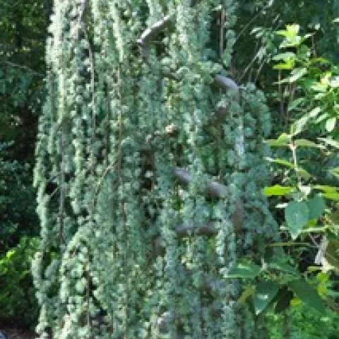 blue cedar michelle krespi 2022