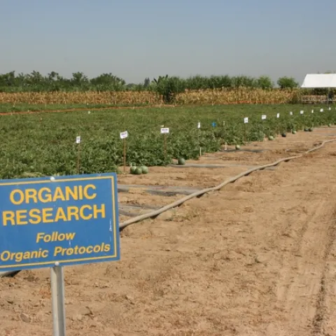 A sign reads: Organic research. Follow organic protocols. Rows of watermelons in a test plot is behind the sign.