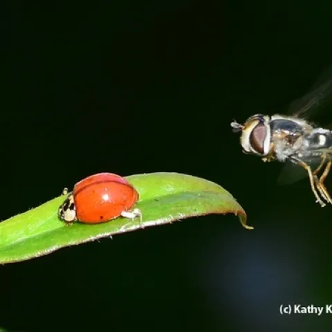 A syrphid fly, a female Scaeva pyrastri, hovers over an Asian lady beetle (Harmonia axyridis). (Photo by Kathy Keatley Garvey)