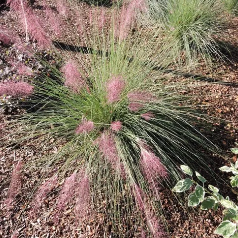 Pink Muhly Grass