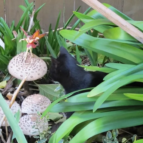 Mushroom Magic w/ Coco & Fairy. (YDRasmussen)