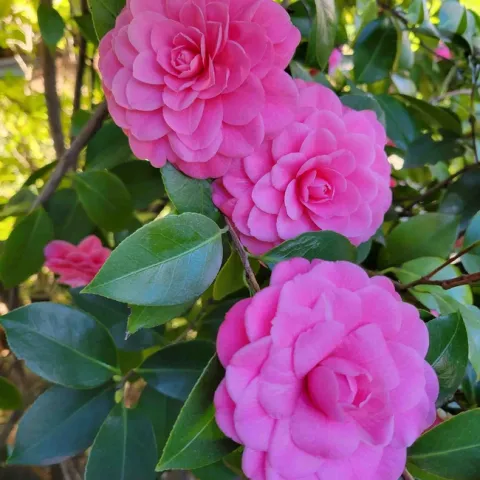 Camellia japonica 'Mrs. Tingley,' Jeanette Alosi