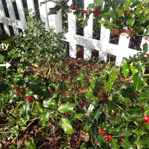 photo by Patricia Matteson