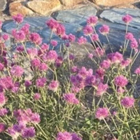 'Fireworks' gomphrena in October