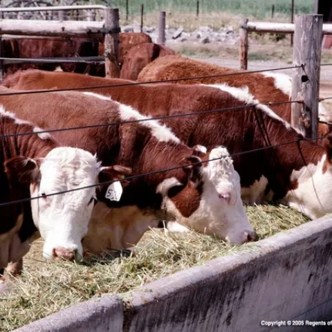 Beef cattle feeding on hay from a trough.