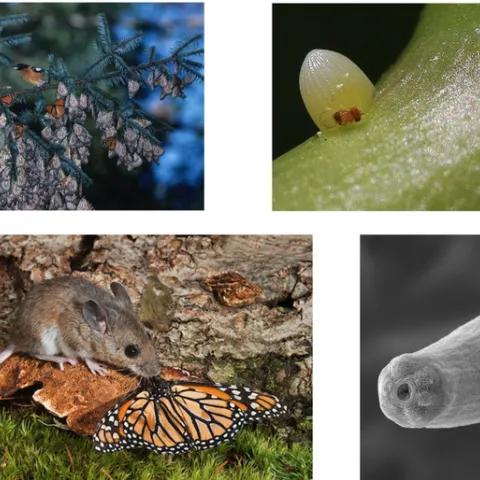 Simon "Niels" Groen will use these illustrations in his seminar hosted Feb. 2 by the UC Davis Department of Entomology and Nematology.