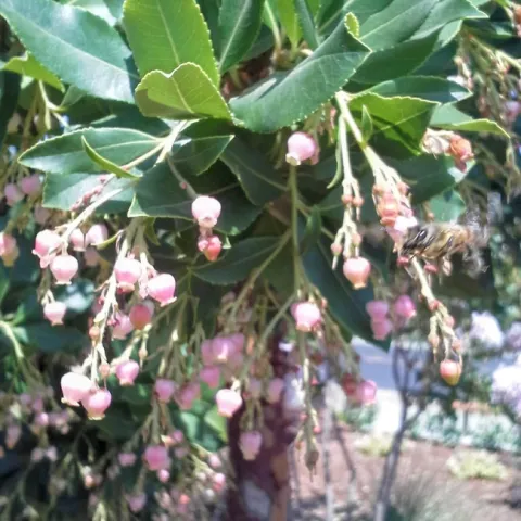 Arbutus flowers