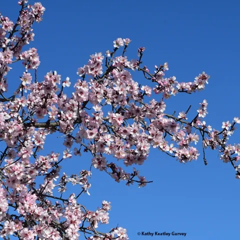 Almond blossoms greet the sky and bees in this image taken at the Matthew Turner Shipyard Park in Benicia on Jan. 30, 2012. (Photo by Kathy Keatley Garvey)
