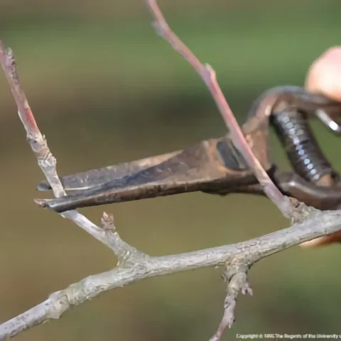 Dormant branch pruning, UC