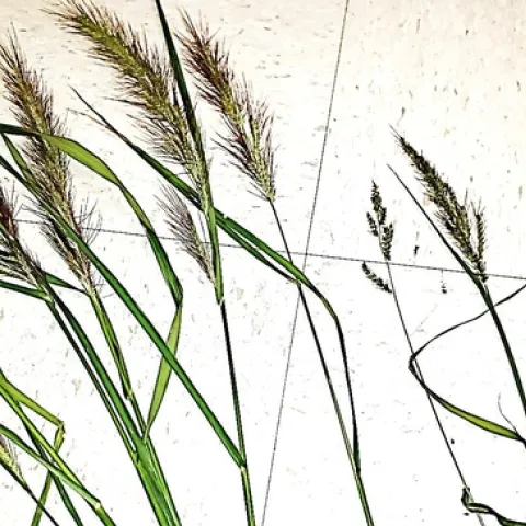 Figure 2. Photo of panicles from the three common California rice Echinochloa species. From left to right: unknown species/biotype, barnyardgrass, and late watergrass.
