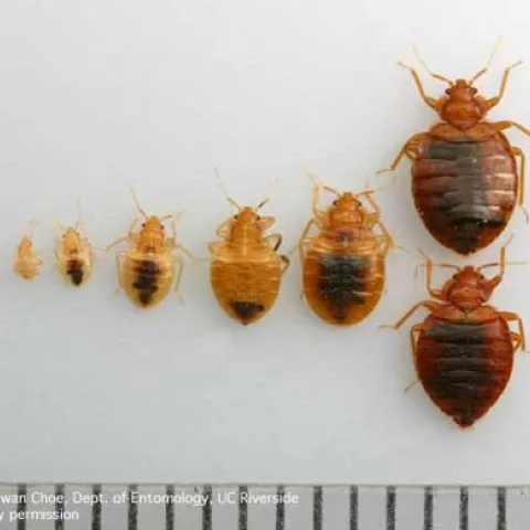 Egg, five nymphal stages, and adult bed bugs. (Credit: DH Choe)