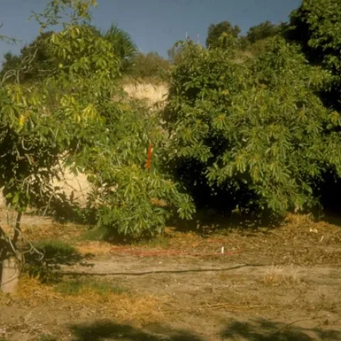 avocado root rot no mulch