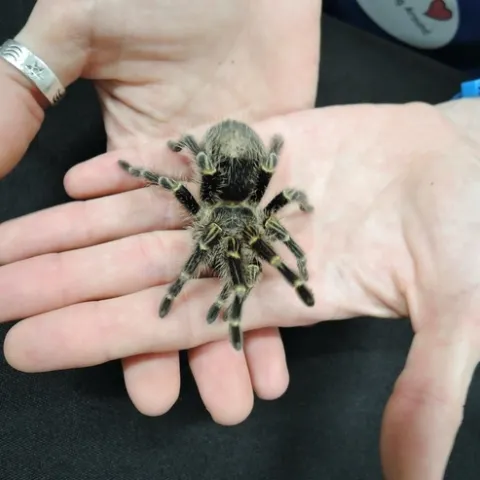 A rose-haired tarantula at the Bohart Museum of Entomology is expected to be a part of the UC Davis Biodiversity Museum Day on March 6 in the UC Davis Conference Center. (Photo by Kathy Keatley Garvey)