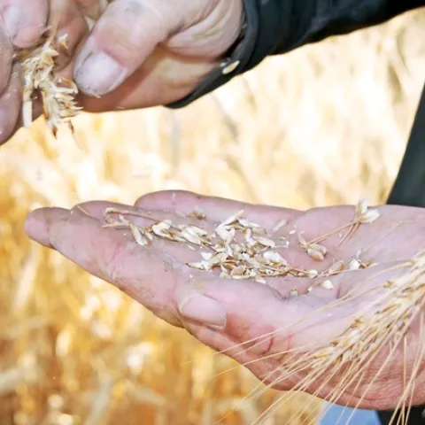 Hand holding wheat