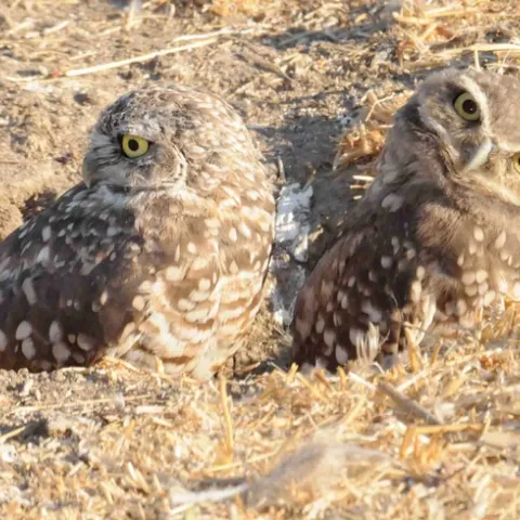 Baby burrowing owls in burrow, Kathy Keatley Garvey, UC Davis