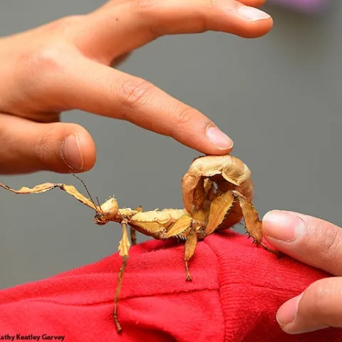 A visitor gets acquainted with an Australian stick insect, aka walking stick, at the Bohart Museum of Entomology. (Photo by Kathy Keatley Garvey)