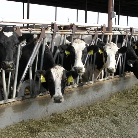Several black and white dairy cows gaze at the camera from a feeding pen.