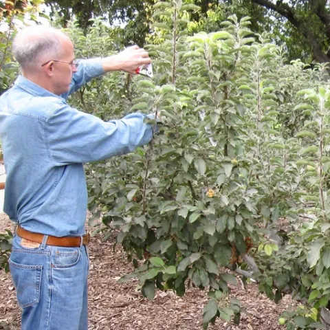 Man using pruning shears to prune an apple tree.
