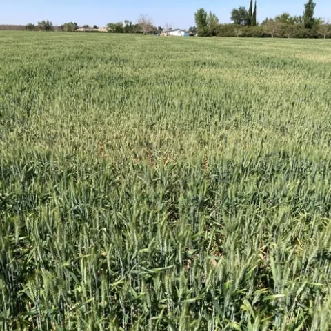 DroughtStressed Wheat