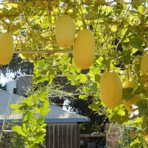 Oblong yellow vegetables growing through an 8' tall trellis you can walk under.