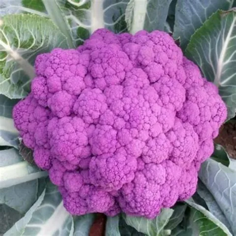 Graffiti cauliflower. (jackseeds.co) 