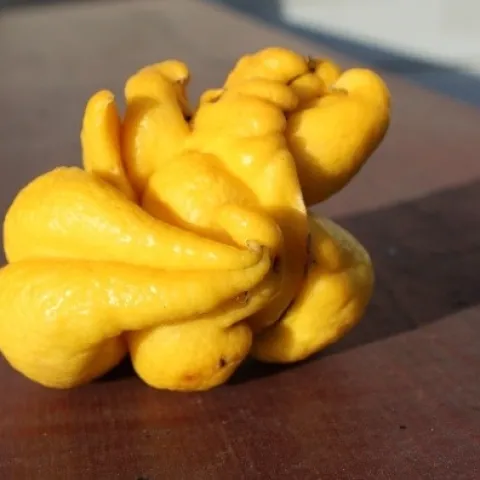 citrus bud mite lemon