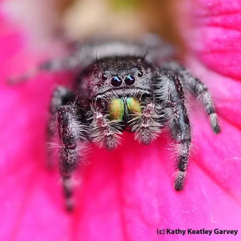 A jumping spider eyes the photographer. (Photo by Kathy Keatley Garvey)