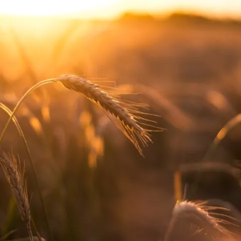Wheat at sunset