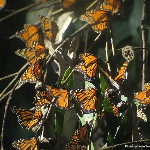 Community ecologist Louie Yang captured this image of monarchs at the Coronado Butterfly Preserve in 2006.
