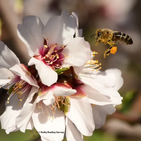 A honey bee, packing a load of orange pollen, heads for another almond blossom on Feb. 7, 2022 in Vacaville, Calif. Honey Bees are an integral part of the UC Davis Biodiversity Museum Day. (Photo by Kathy Keatley Garvey)