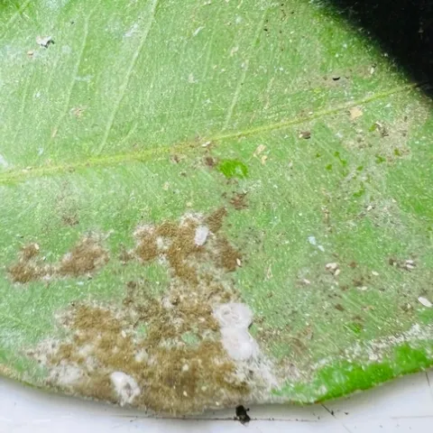 Citrus mealybug infestation. Note, three females (covered in white sacs) and first instars
