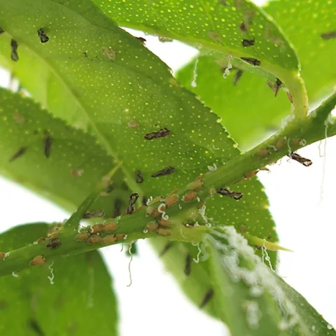Asian citrus psyllid nymphs and adults on stem and leaves of a citrus. (USDA-ARS Photo)