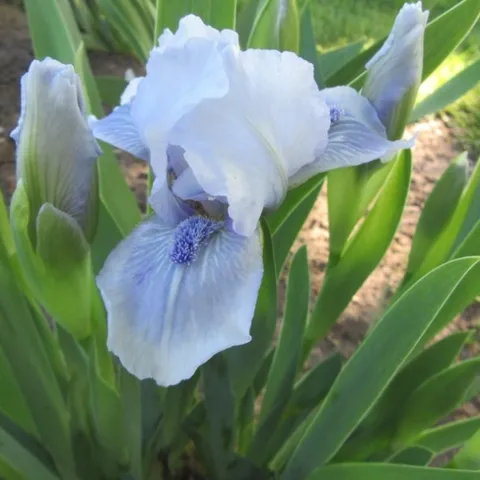 Bearded iris. (garden.org)