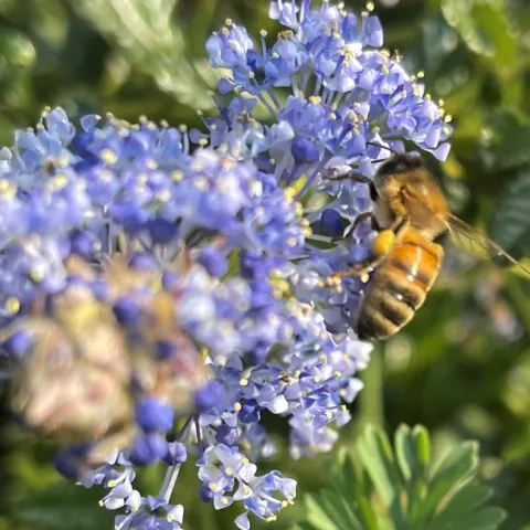 Honey bee on blue-flowered plant.