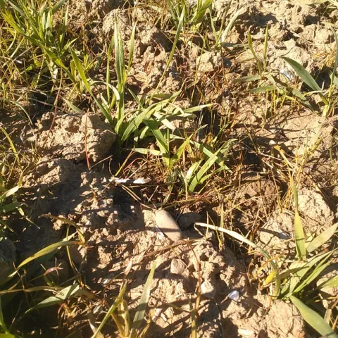 Wheat Early Tillering