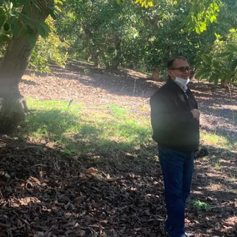 University of California Cooperative Extension irrigation and water management advisor Ali Montazar visits an avocado orchard in San Diego County