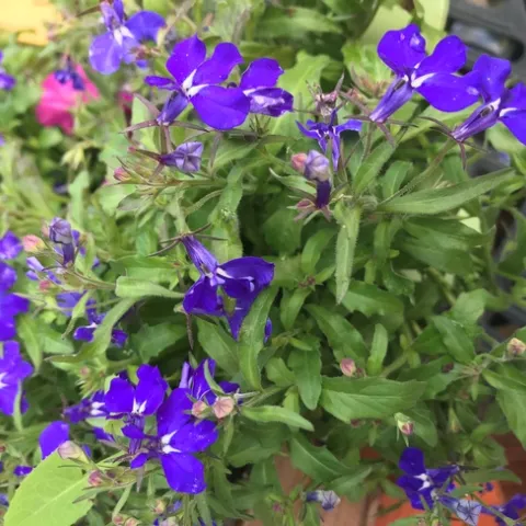 Photo by Andrea Peck