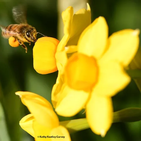 A pollen-packing honey bee heads a patch of daffodils on the UC Davis campus. (Photo by Kathy Keatley Garvey)